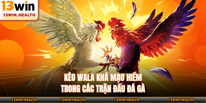 Kèo Wala khá mạo hiểm trong các trận đấu đá gà