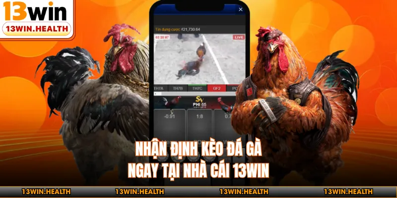 Nhận định kèo đá gà ngay tại nhà cái 13WIN